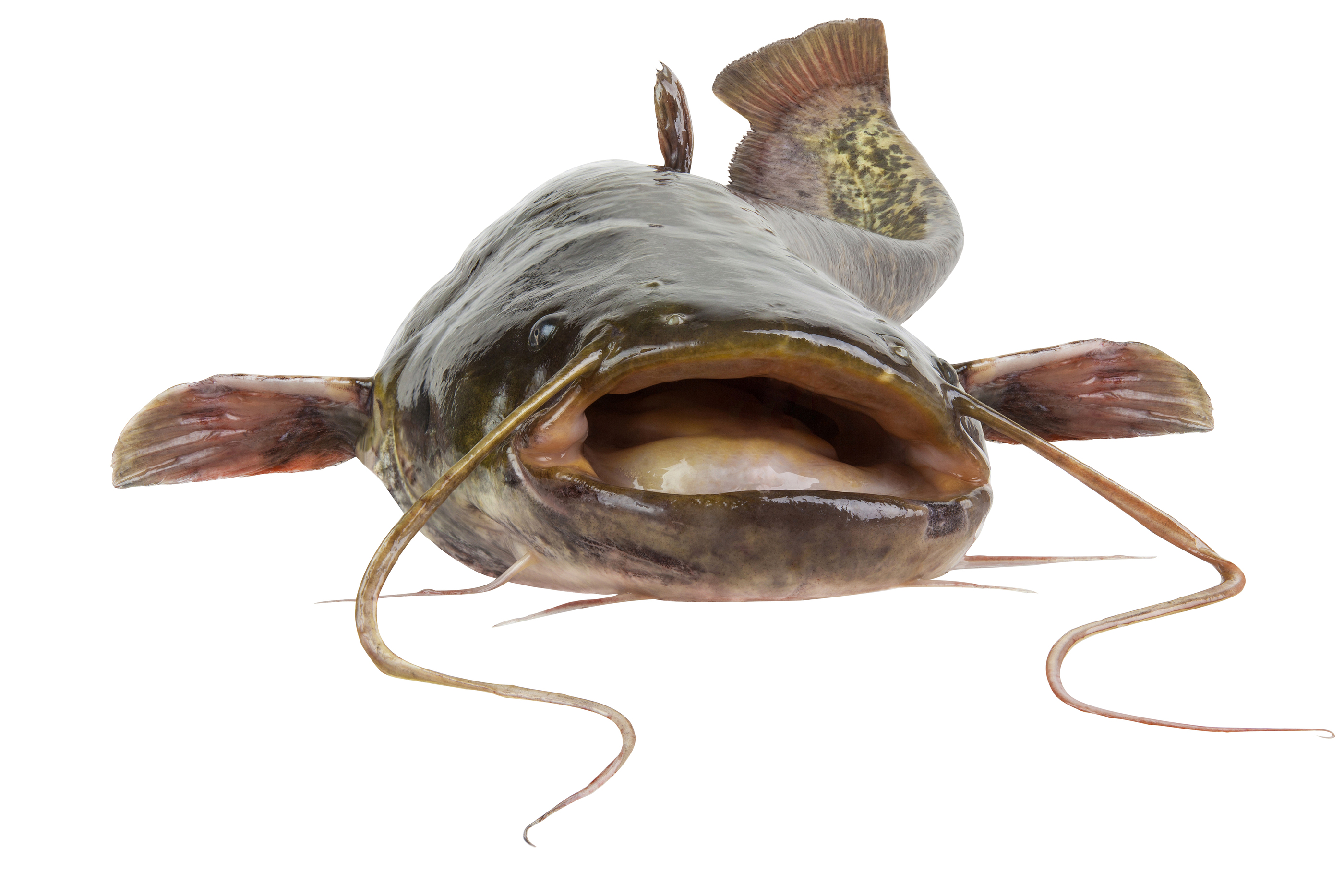 Catfish Regulation Doesn’t Pass the Smell Test InsideSources