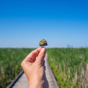 bigstock-Hand-holding-cannabis-bud-agai-